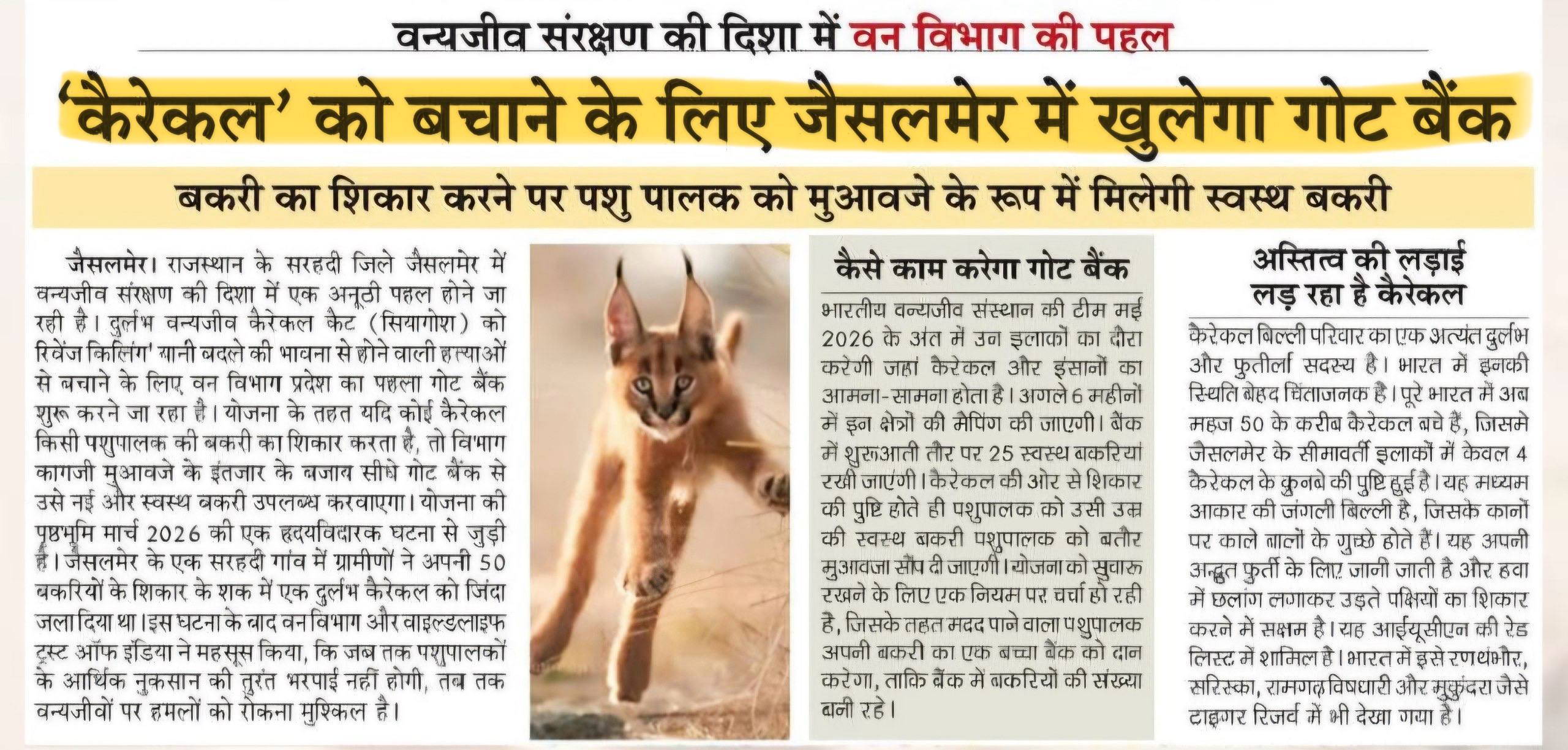 Jaisalmer Opens ‘Goat Bank’ to Save Endangered Caracal Cat